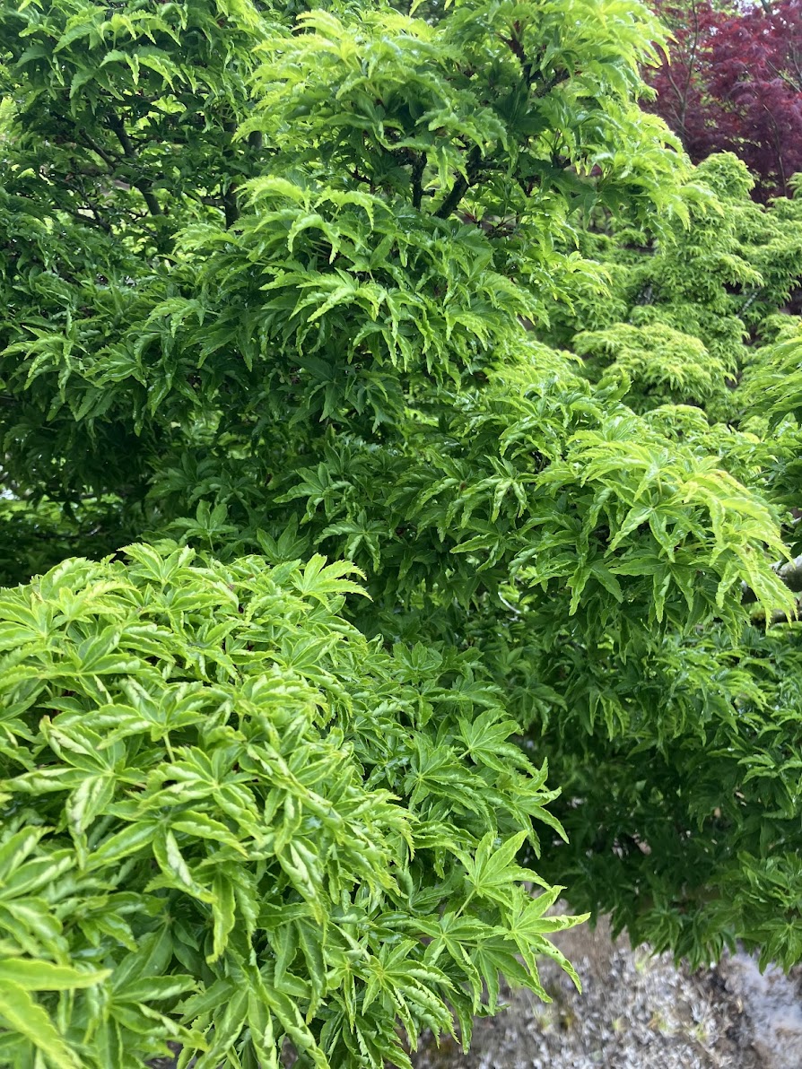 Acer palmatum 'Shishigashira'