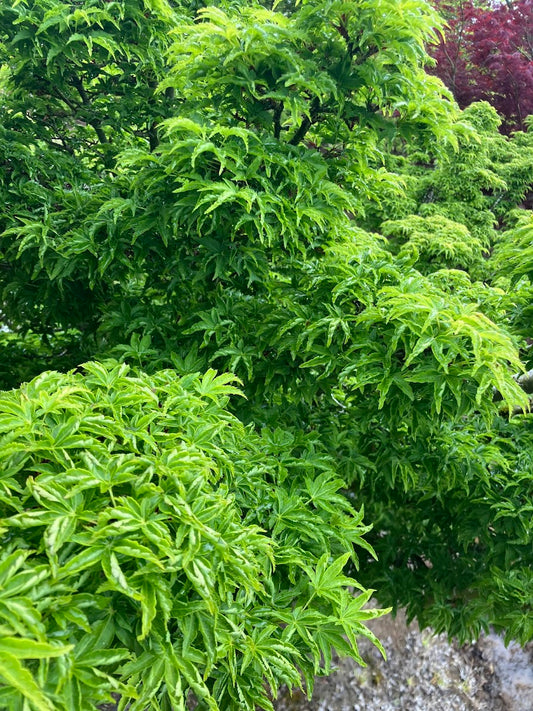 Acer palmatum 'Shishigashira'