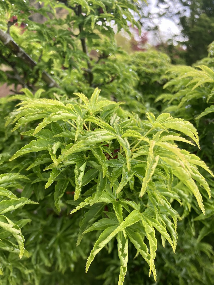 Acer palmatum 'Shishigashira'