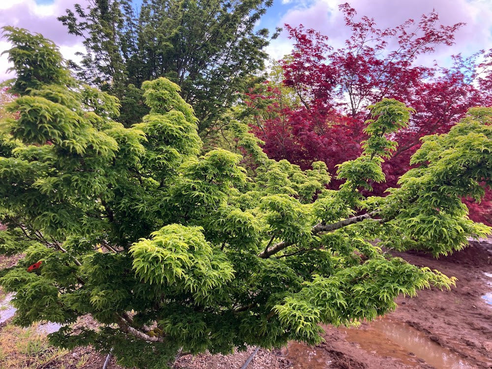 Acer palmatum 'Shishigashira'