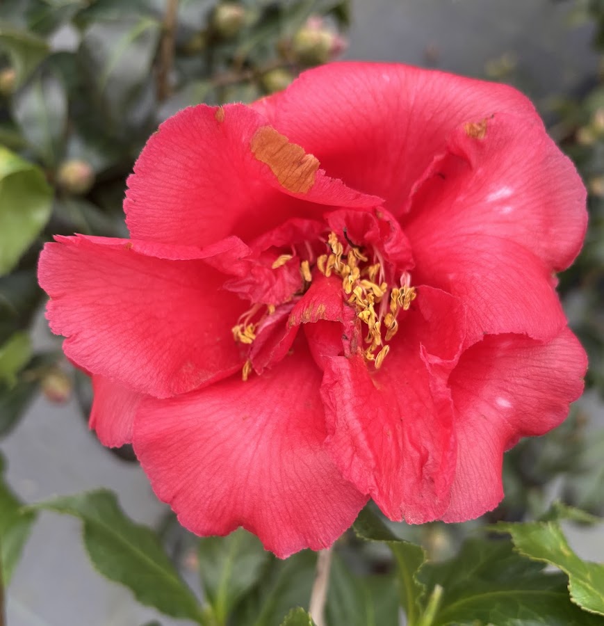 Camellia 'Dawson Curly Leaf'