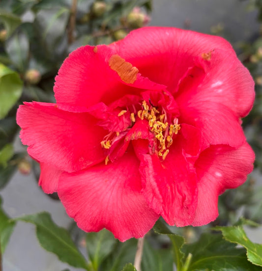 Camellia 'Dawson Curly Leaf'
