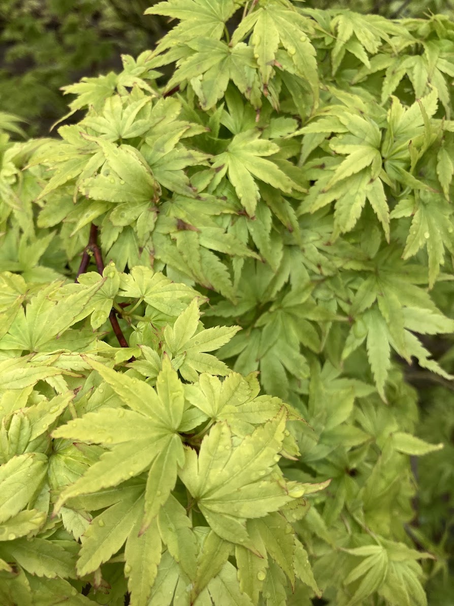 はなはなさま Japanese maple – Page 12 – Garden Treasures Nursery