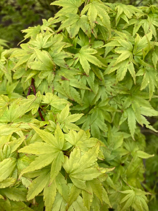 Acer palmatum 'Matthew'