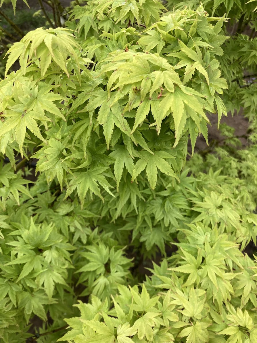 Acer palmatum 'Matthew'