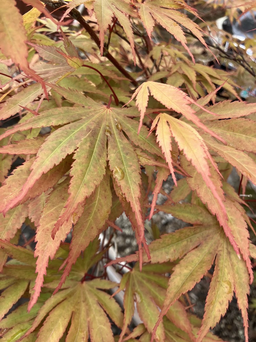Acer palmatum 'Chitoseyama' – Garden Treasures Nursery