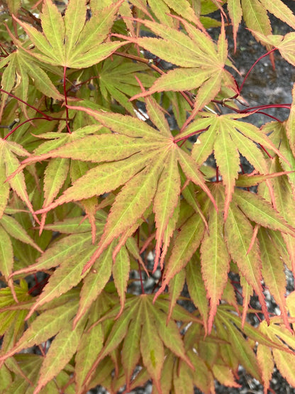 Acer palmatum 'Chitoseyama'