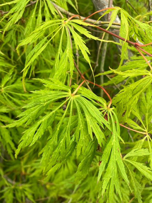 Acer palmatum 'Sekimori'