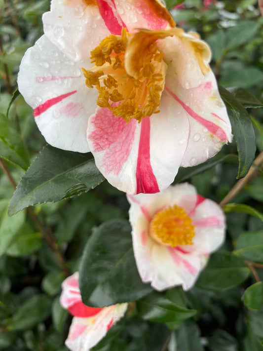 Camellia japonica "Brent Heath selection" RARE!  GARDEN TREASURES EXCLUSIVE INTRODUCTION