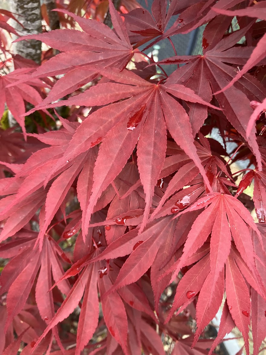 Acer shirasawanum "Red Dawn'