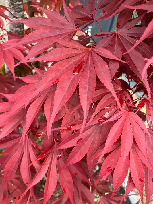 Acer shirasawanum "Red Dawn'