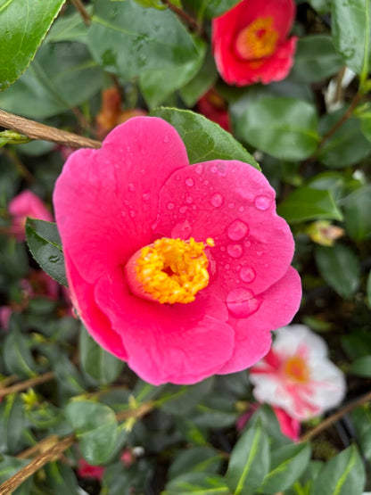 Camellia x 'Golden Spangles'