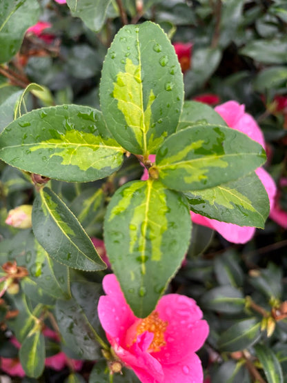 Camellia x 'Golden Spangles'