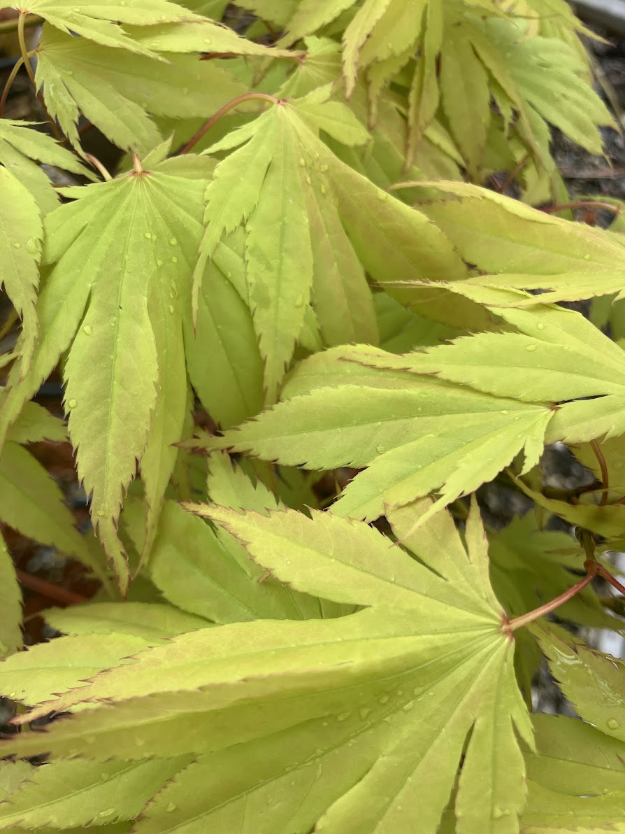 Acer palmatum 'Yellow Bird'