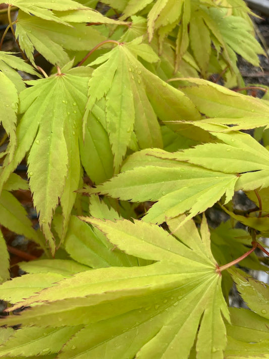 Acer palmatum 'Yellow Bird'