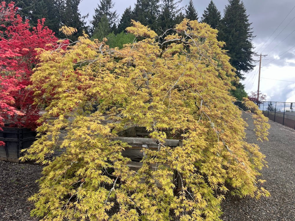 Acer palmatum 'Contorta' (Handy)