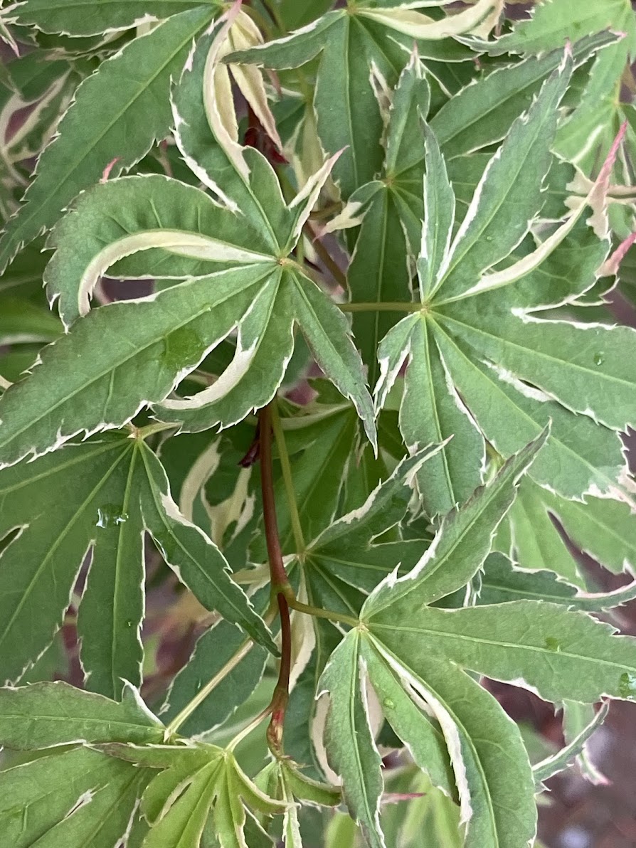 Acer palmatum 'Kagiri Nishiki'