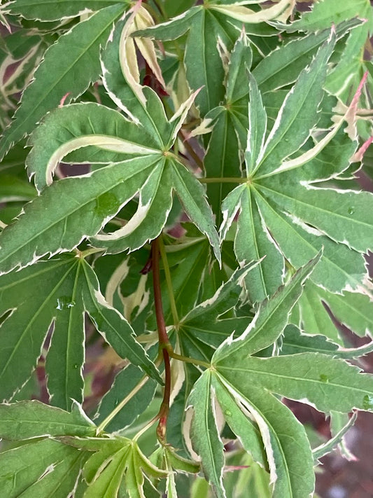 Acer palmatum 'Kagiri Nishiki'