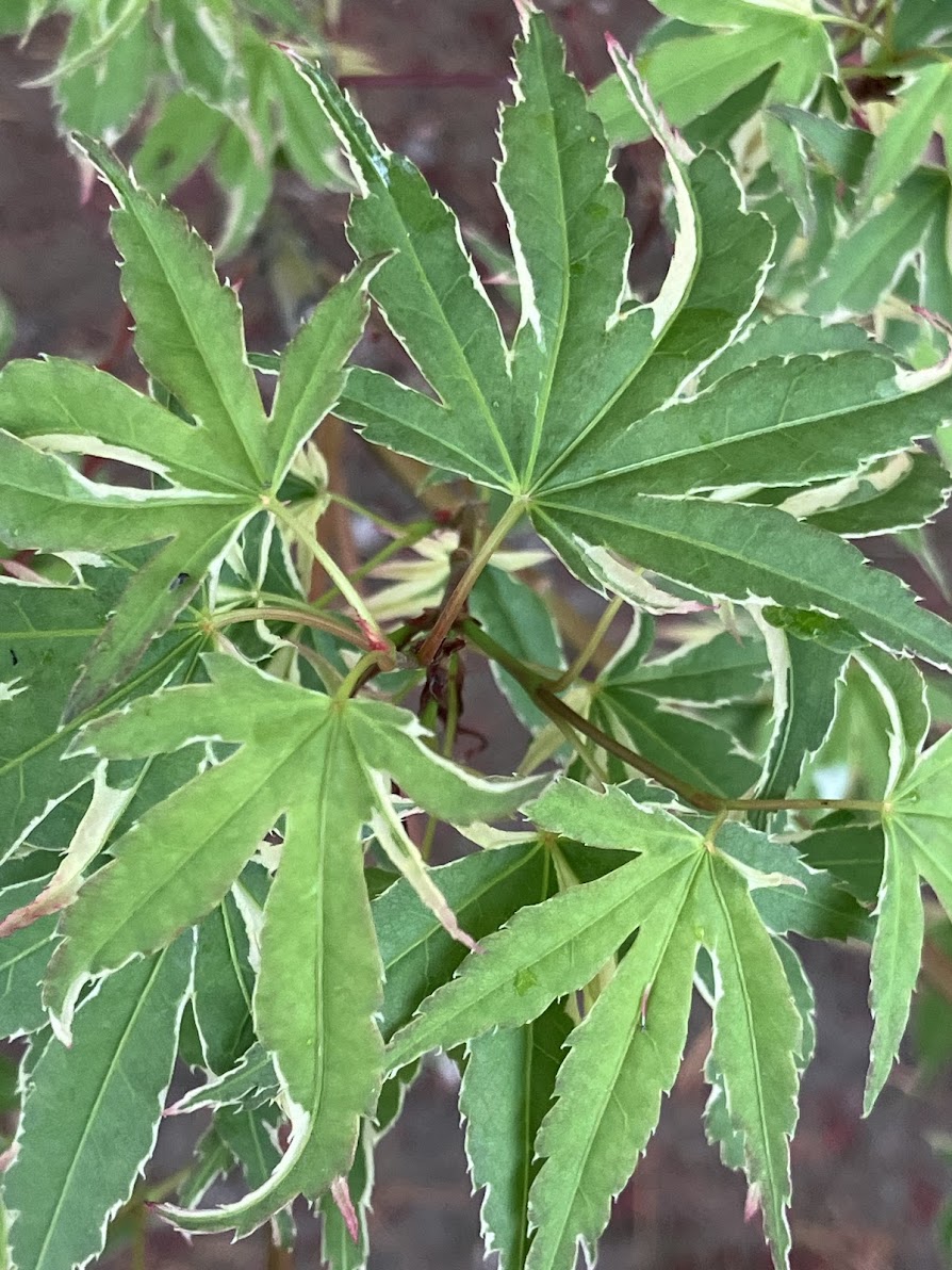 Acer palmatum 'Kagiri Nishiki'