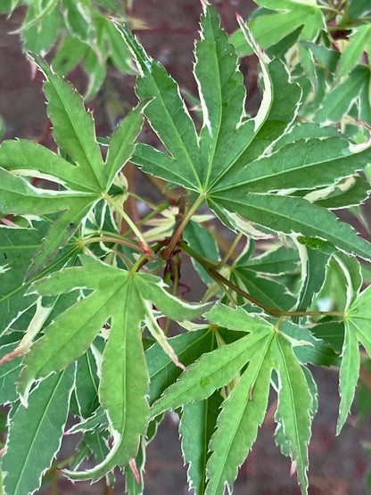 Acer palmatum 'Kagiri Nishiki'
