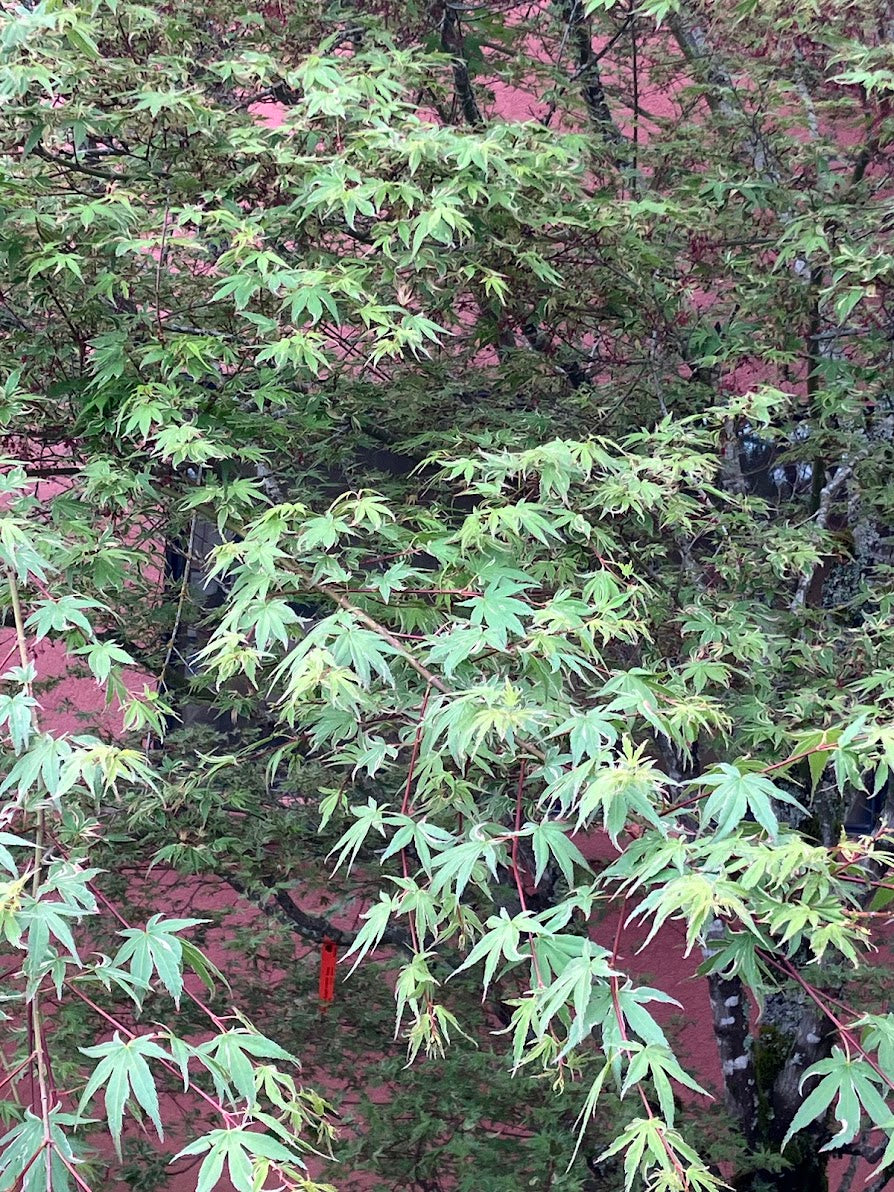 Acer palmatum 'Kagiri Nishiki'