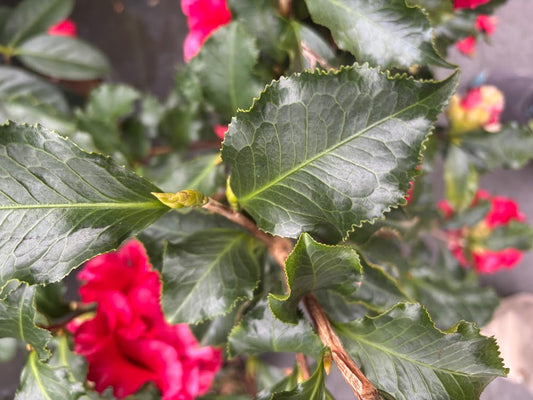 Camellia japonica 'Piemonte'
