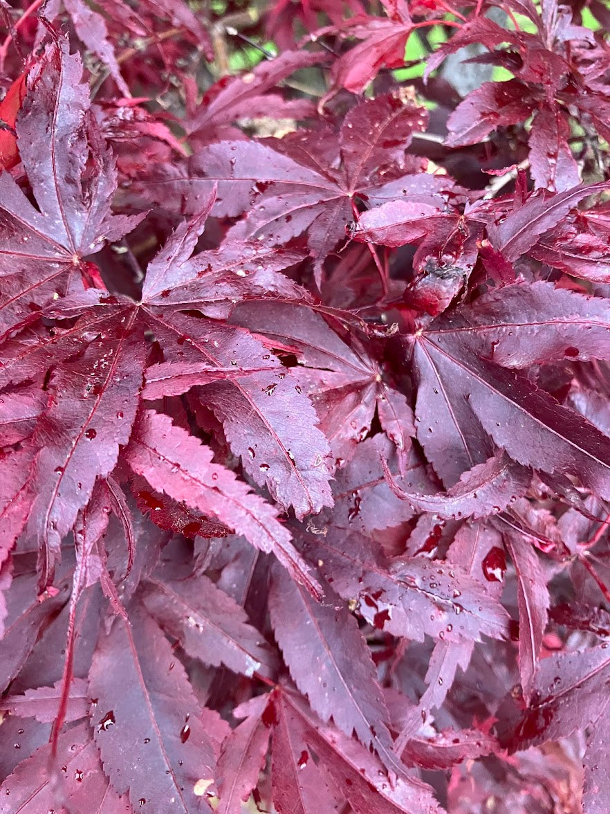 Acer palmatum 'Pixie'