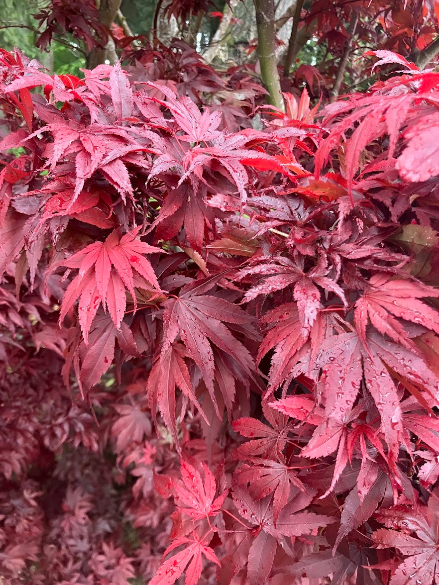 Acer palmatum 'Pixie'