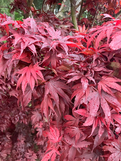 Acer palmatum 'Pixie'