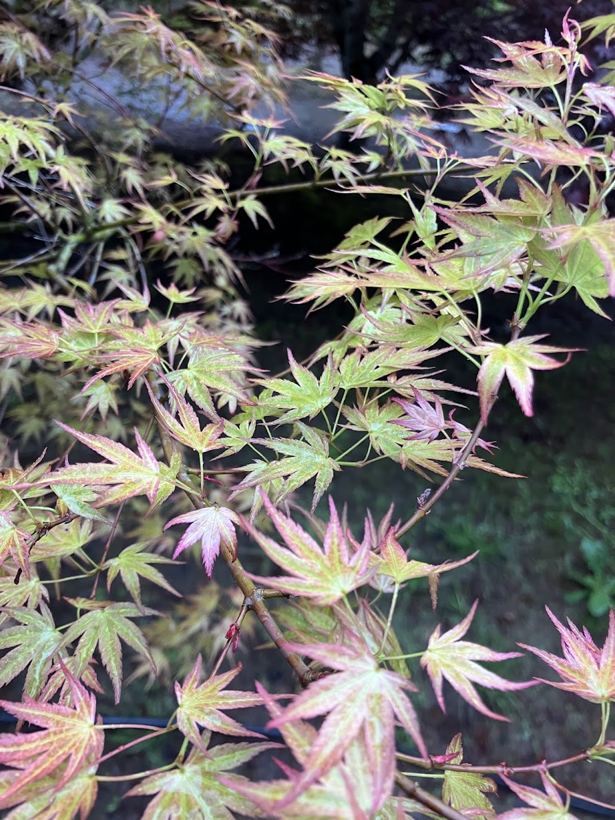 Acer palmatum 'Wilson's Pink Dwarf'