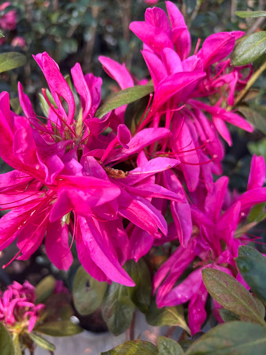 Rhododendron 'Nuccio's Wicked Witch'