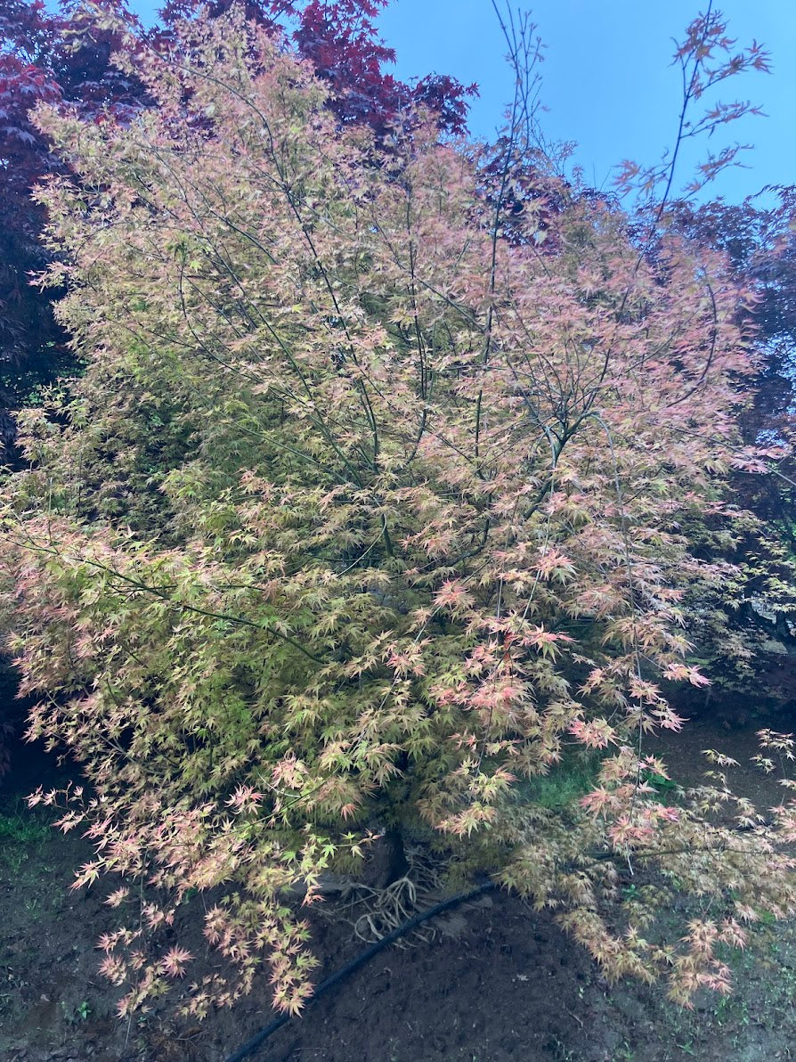Acer palmatum 'Wilson's Pink Dwarf'
