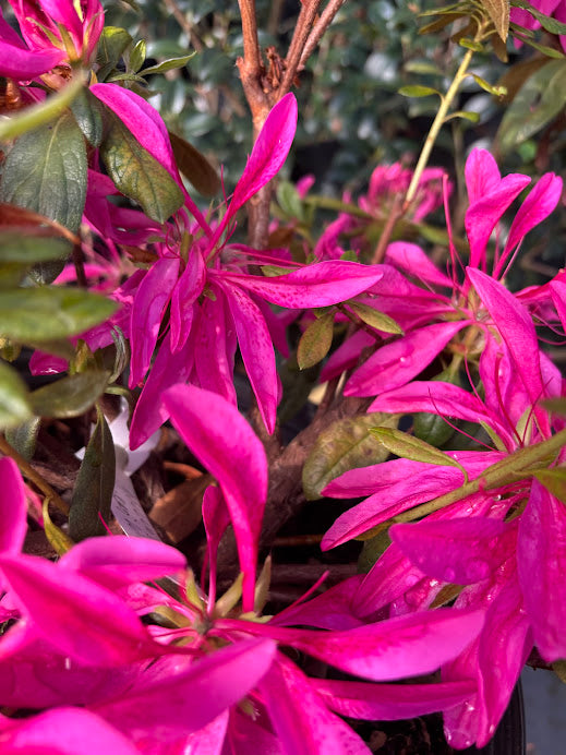 Rhododendron 'Nuccio's Wicked Witch'