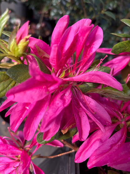 Rhododendron 'Nuccio's Wicked Witch'