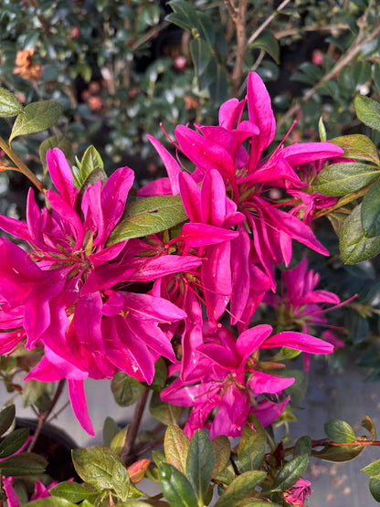 Rhododendron 'Nuccio's Wicked Witch'