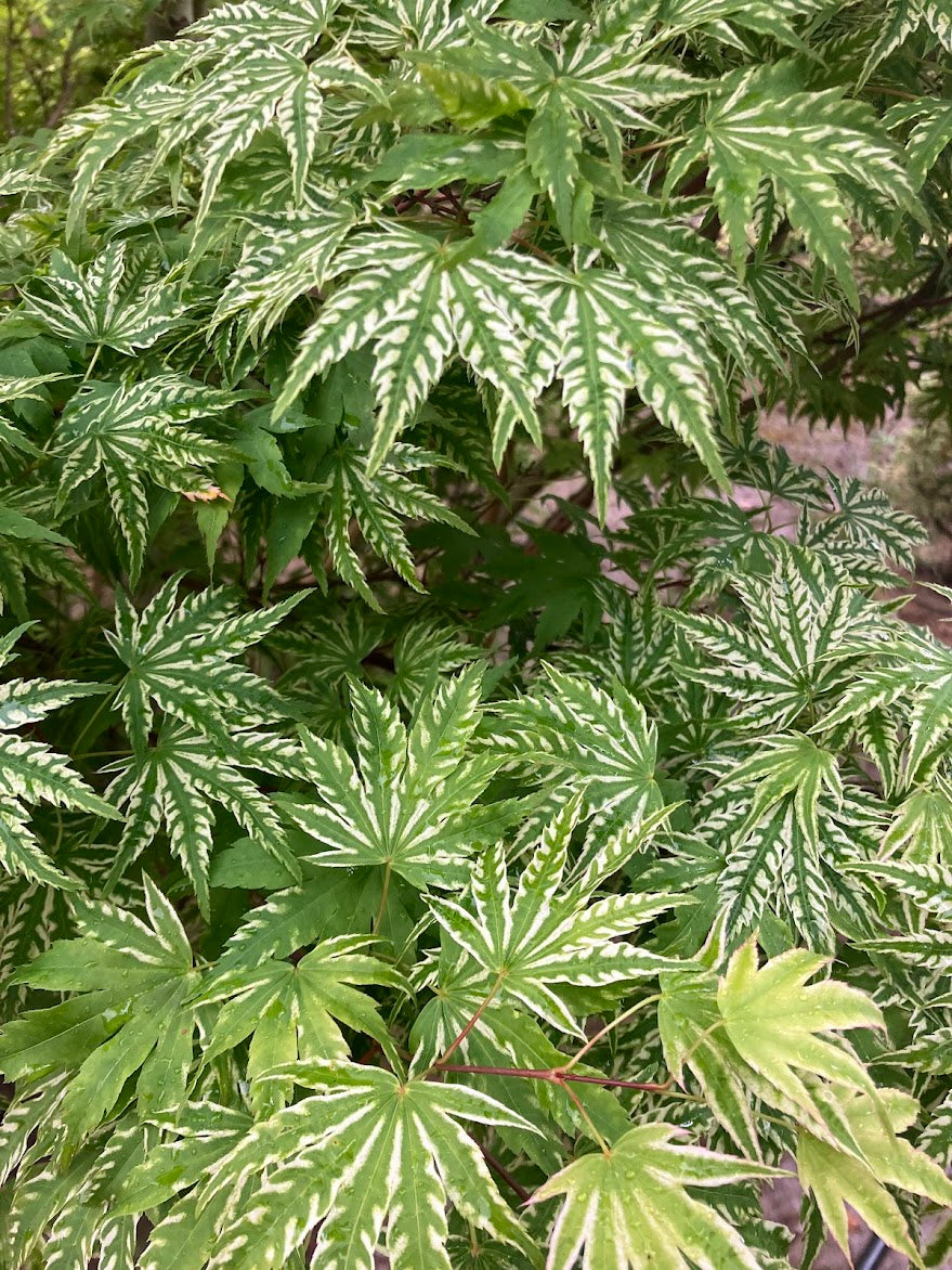 Acer palmatum 'Yama Nishiki