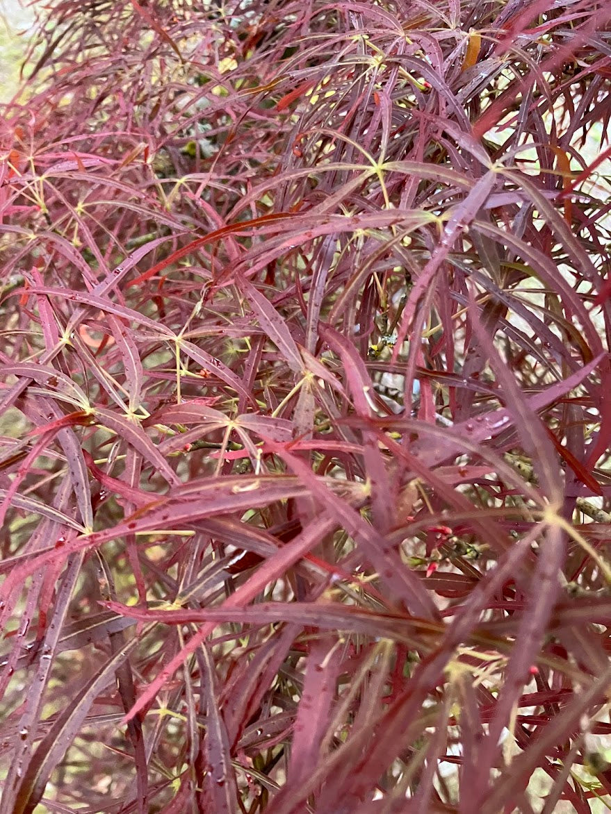 Acer palmatum 'Red Pygmy'