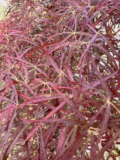 Acer palmatum 'Red Pygmy'