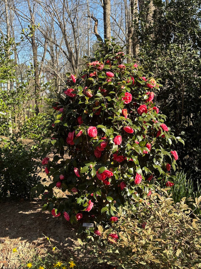 Camellia japonica 'Jack's' – Garden Treasures Nursery