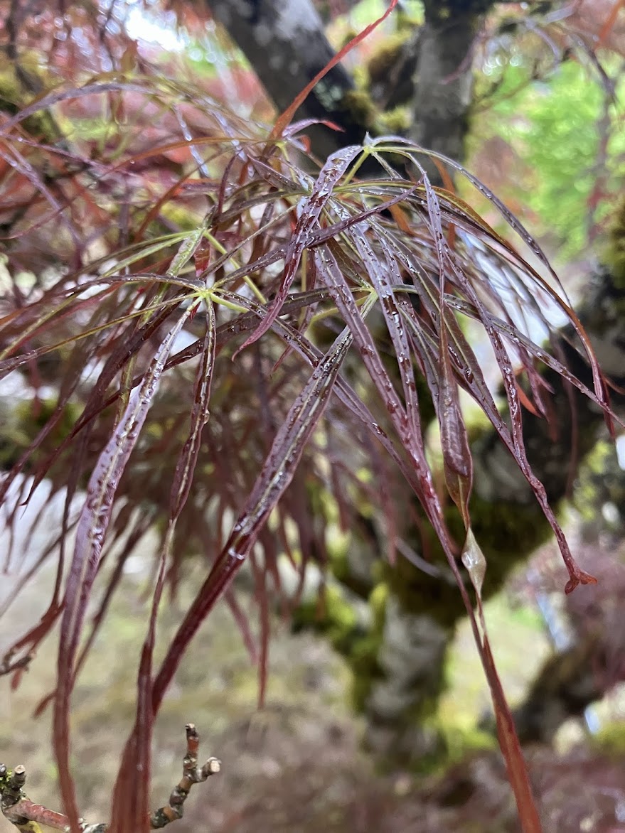 Acer palmatum 'Red Pygmy'