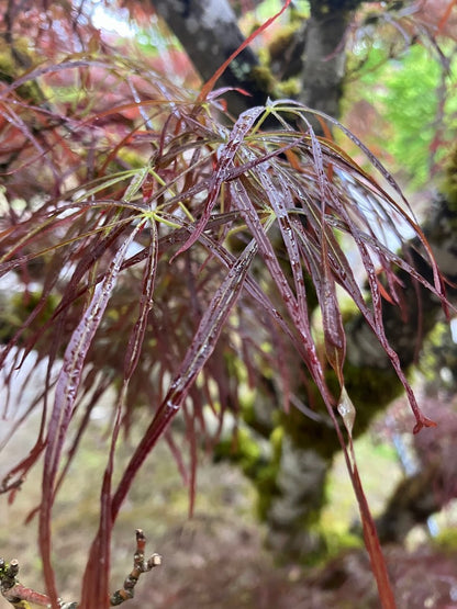 Acer palmatum 'Red Pygmy'