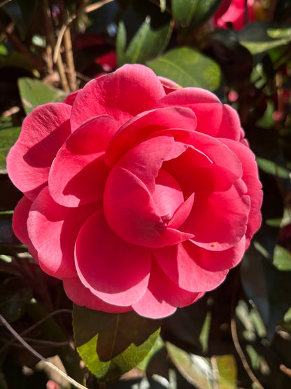 Camellia japonica 'Jack's'