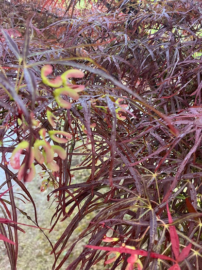 Acer palmatum 'Red Pygmy'