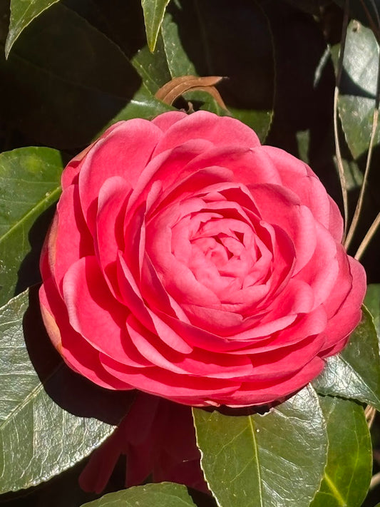 Camellia japonica 'Jack's'