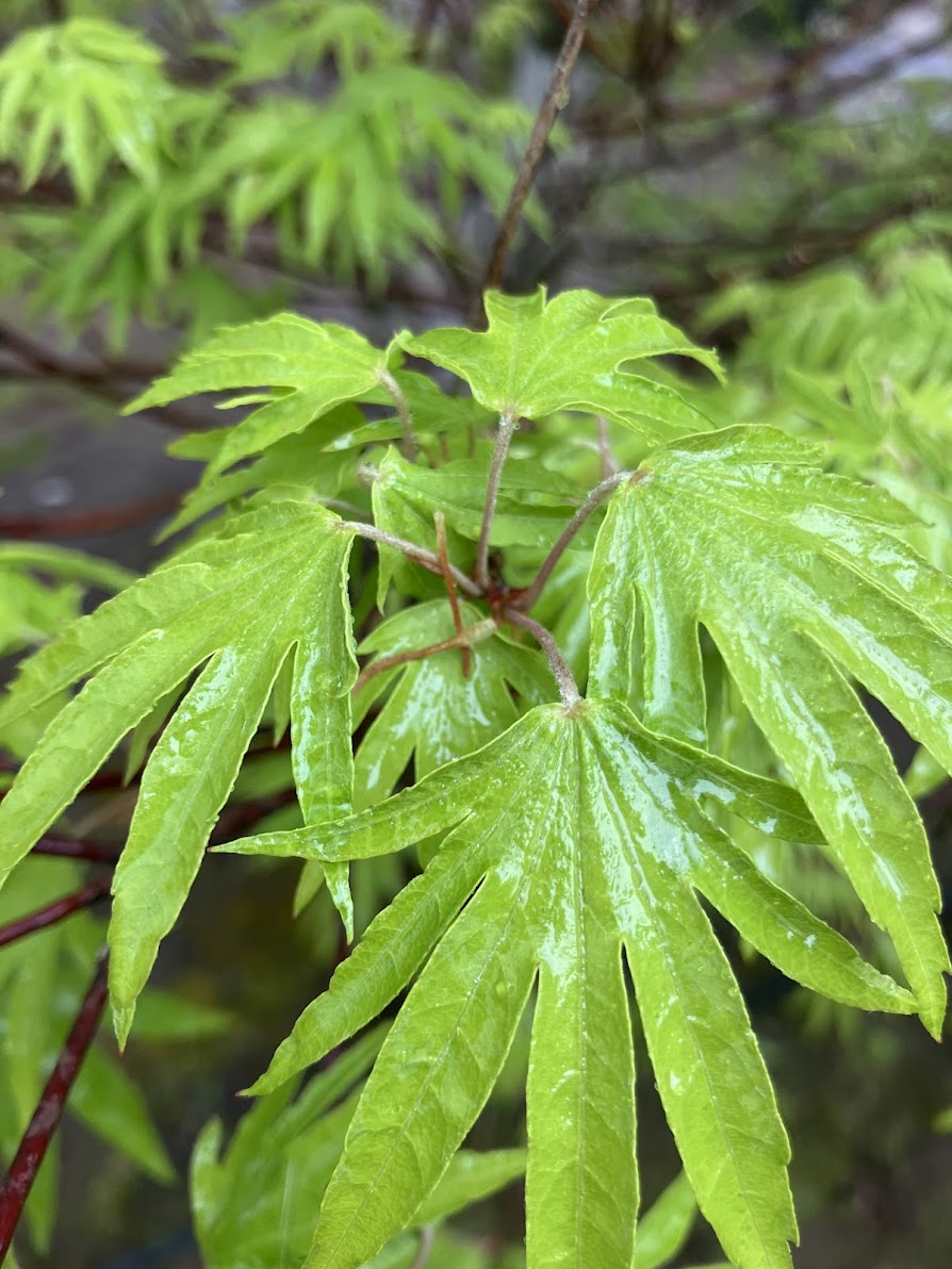 Acer sieboldianum 'Shoryu No Tsume