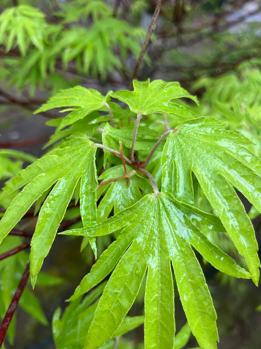 Acer sieboldianum 'Shoryu No Tsume