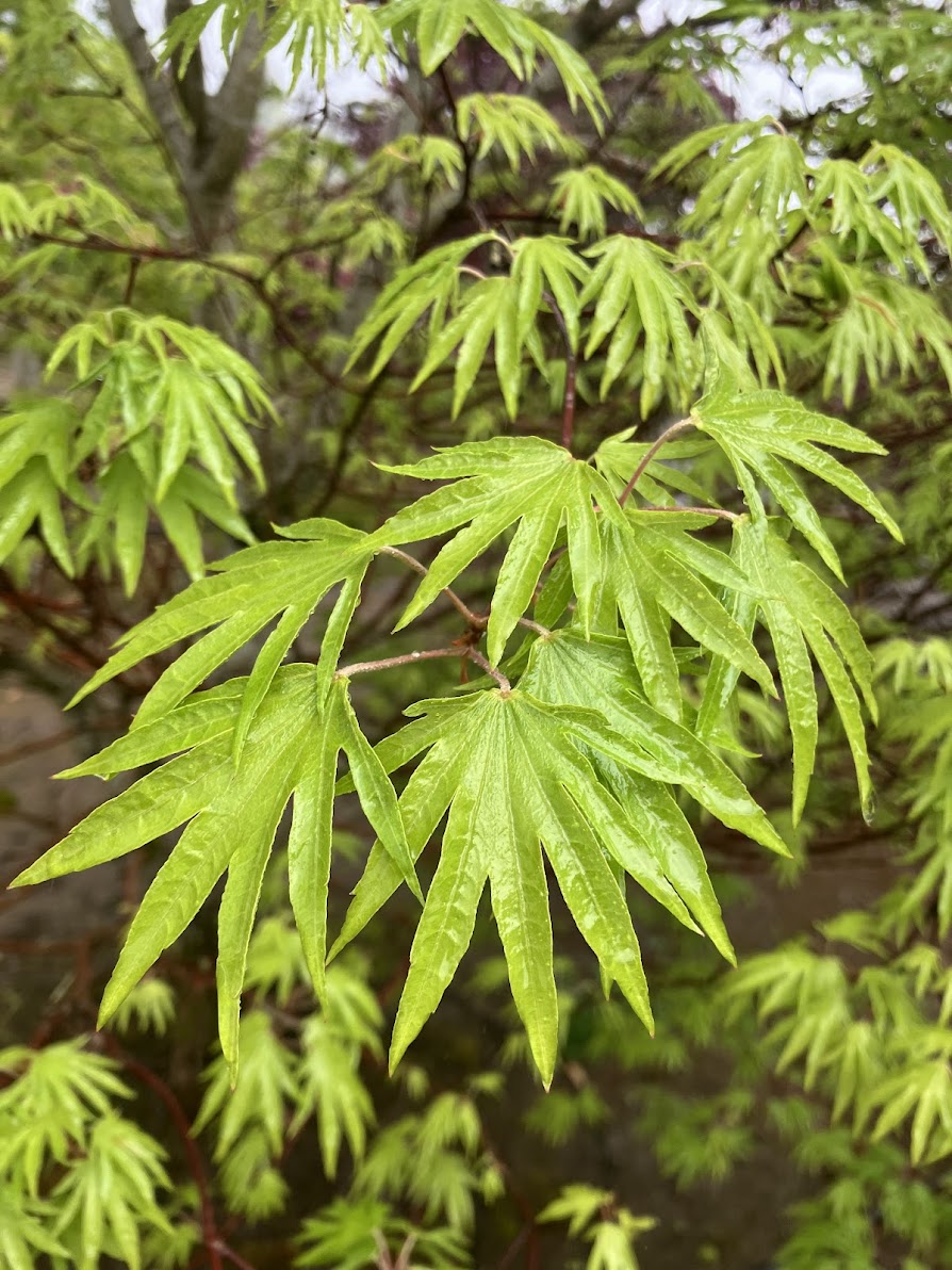 Acer sieboldianum 'Shoryu No Tsume