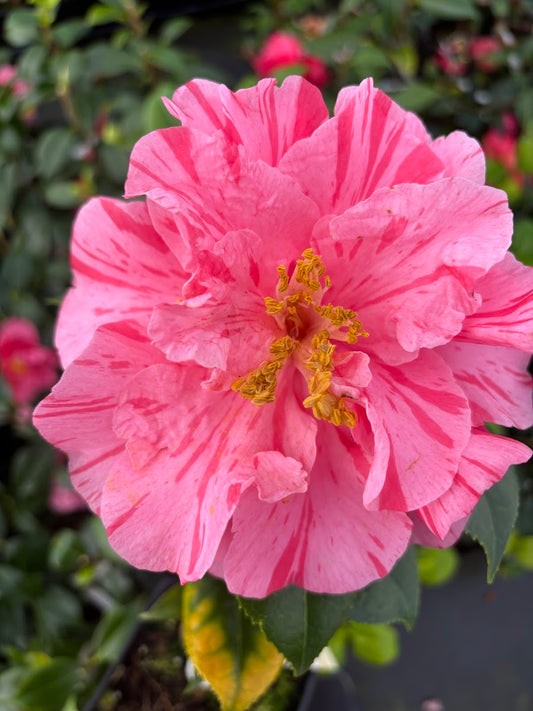 Camellia japonica 'Lady Laura'