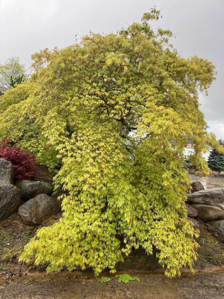 Acer palmatum 'Contorta' (Handy)