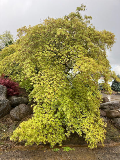 Acer palmatum 'Contorta' (Handy)